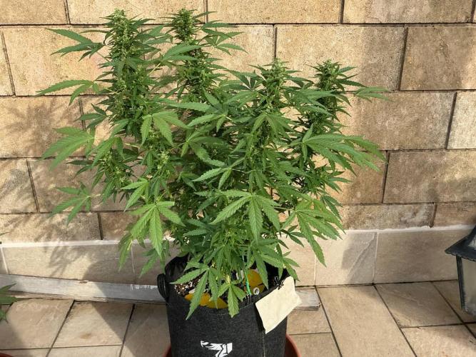 Grease Monkey Auto by Zamnesia. Week 10