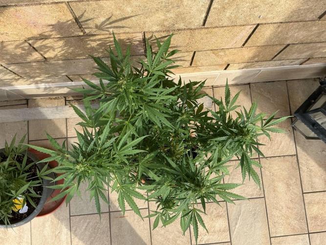 Grease Monkey Auto by Zamnesia. Week 10