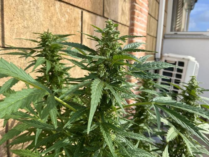 Grease Monkey Auto by Zamnesia. Week 10