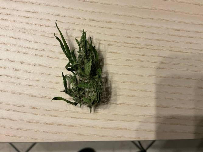 Grease Monkey Auto by Zamnesia. Week 12