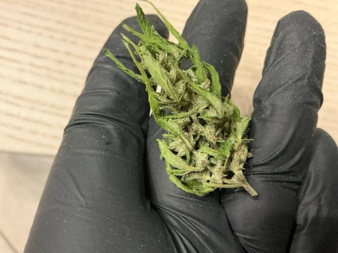 Grease Monkey Auto by Zamnesia. Week 12