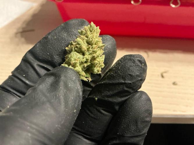 Titan F1 by RQS. Week 12