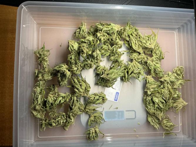 Pink Rozay Auto by Zamnesia. Week 12