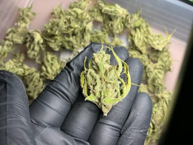 Pink Rozay Auto by Zamnesia. Week 12