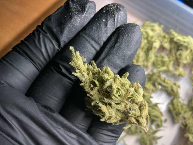 Pink Rozay Auto by Zamnesia. Week 12