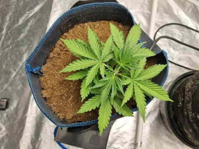 Santa Marta Haze Auto. Week 4