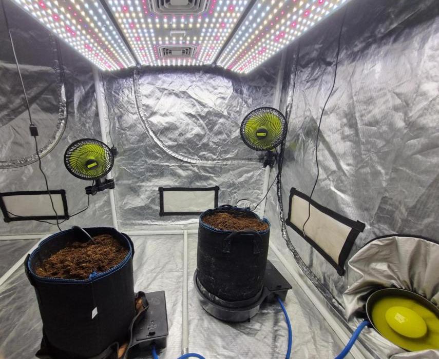 Santa Marta Haze Auto. Week 1