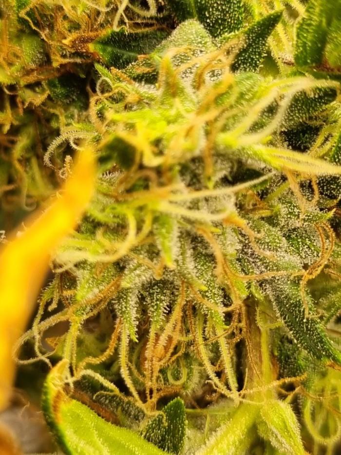 1st Grow ever, Find it out side. Week 19