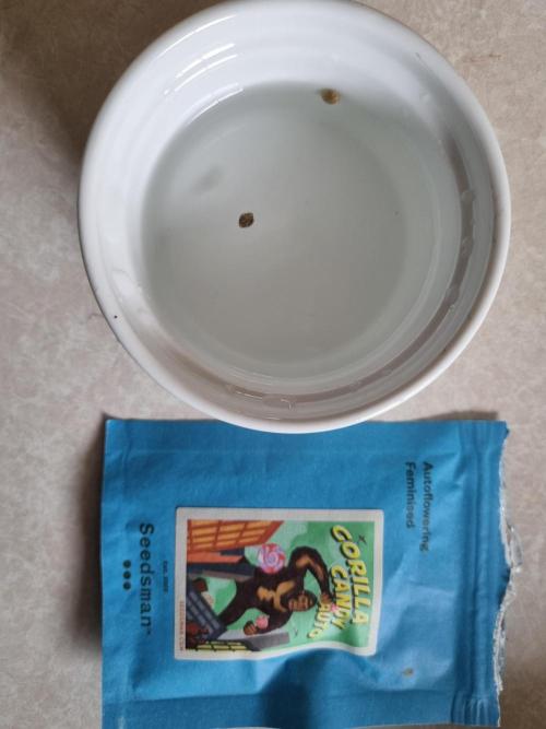 Seedsman – Gorilla Candy. Week 0