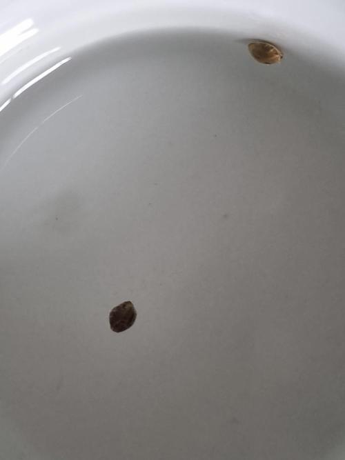 Seedsman – Gorilla Candy. Week 0