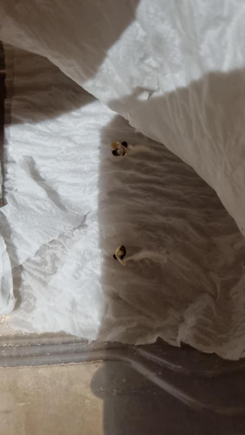 Santa Marta Haze Auto. Week 0