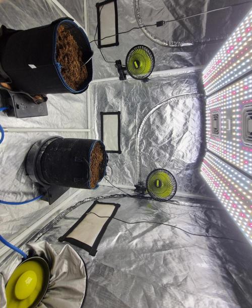 Santa Marta Haze Auto. Week 0