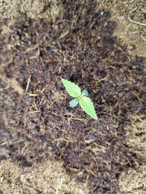 Santa Marta Haze Auto. Week 2