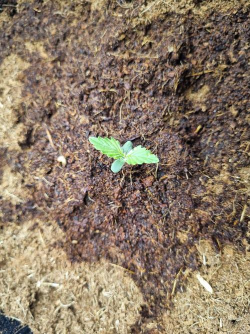 Santa Marta Haze Auto. Week 2