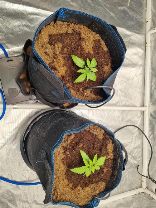 Santa Marta Haze Auto. Week 3