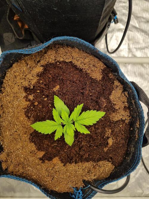 Santa Marta Haze Auto. Week 3