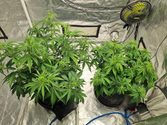 Santa Marta Haze Auto. Week 6