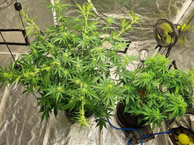 Santa Marta Haze Auto. Week 7