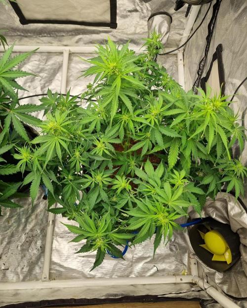 Santa Marta Haze Auto. Week 7