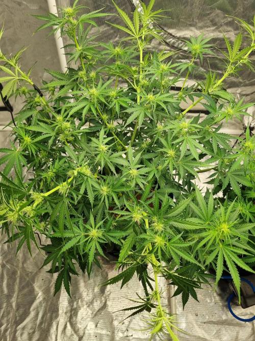 Santa Marta Haze Auto. Week 7