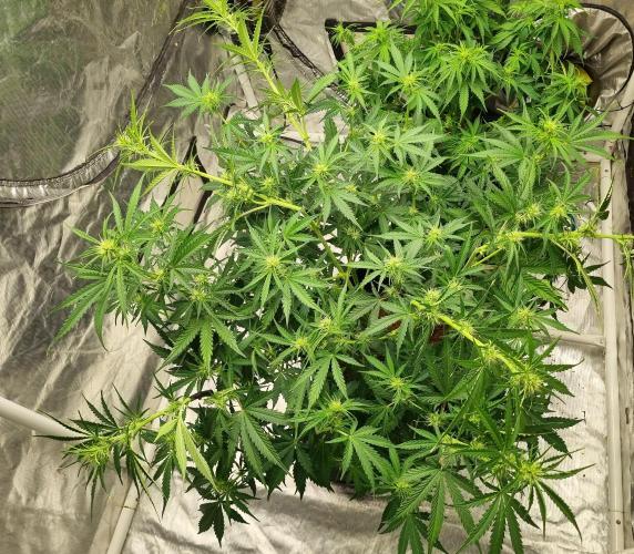 Santa Marta Haze Auto. Week 7