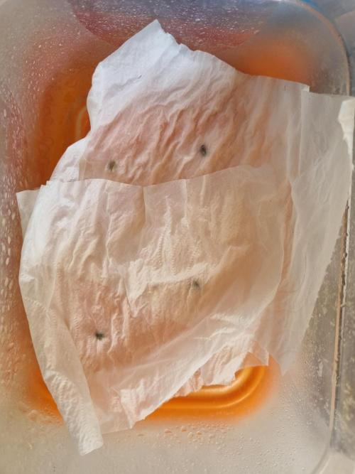 Mixed run of reg seeds. Week 0