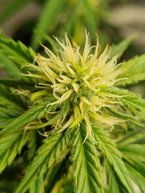 Santa Marta Haze Auto. Week 8