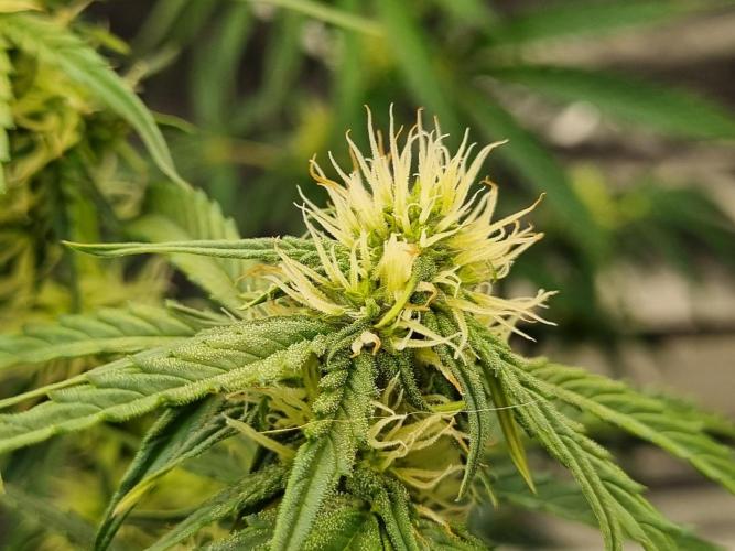 Santa Marta Haze Auto. Week 8