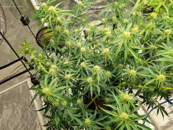 Santa Marta Haze Auto. Week 8