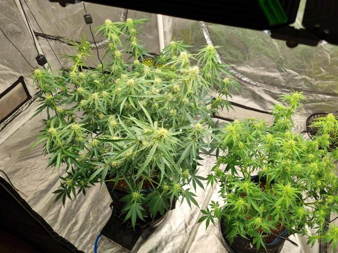 Santa Marta Haze Auto. Week 8