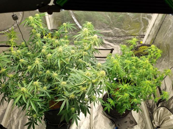 Santa Marta Haze Auto. Week 8