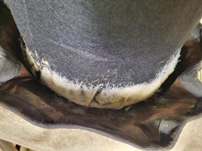 Santa Marta Haze Auto. Week 8