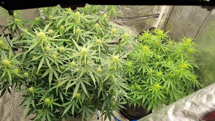 Santa Marta Haze Auto. Week 8 - Before defoliation 