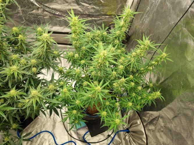 Santa Marta Haze Auto. Week 9