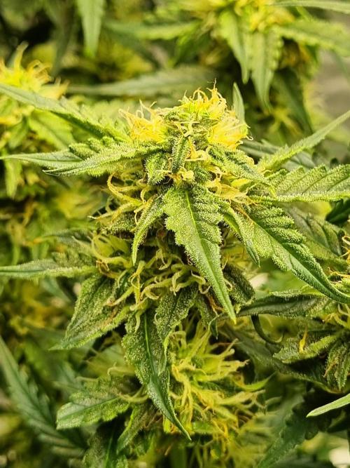 Santa Marta Haze Auto. Week 9