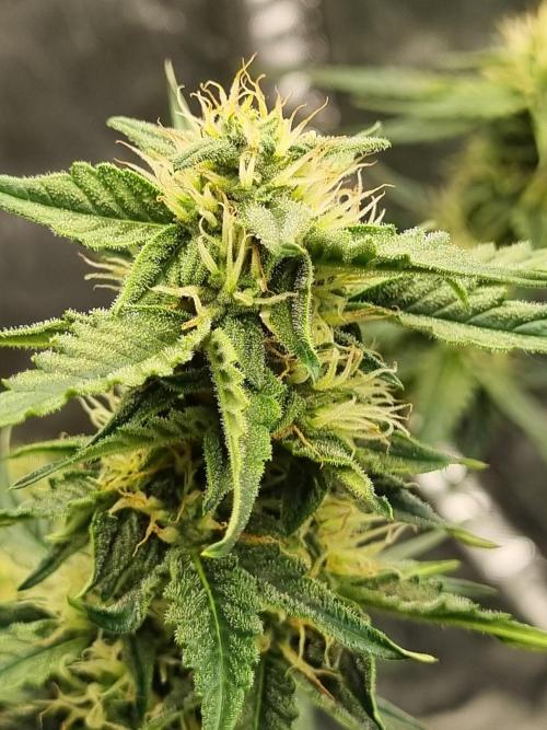 Santa Marta Haze Auto. Week 9