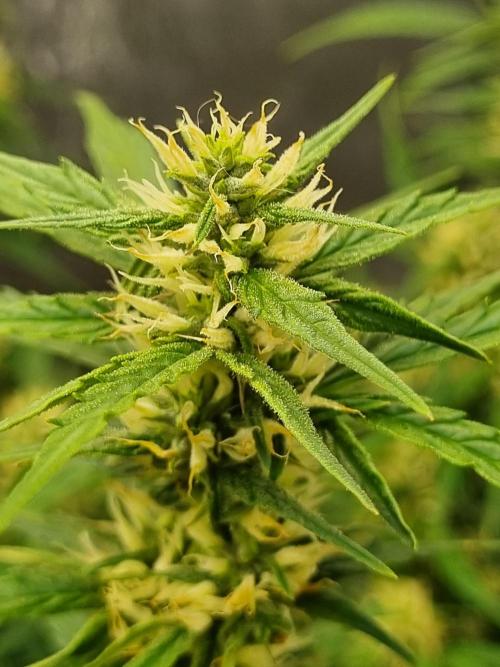 Santa Marta Haze Auto. Week 9