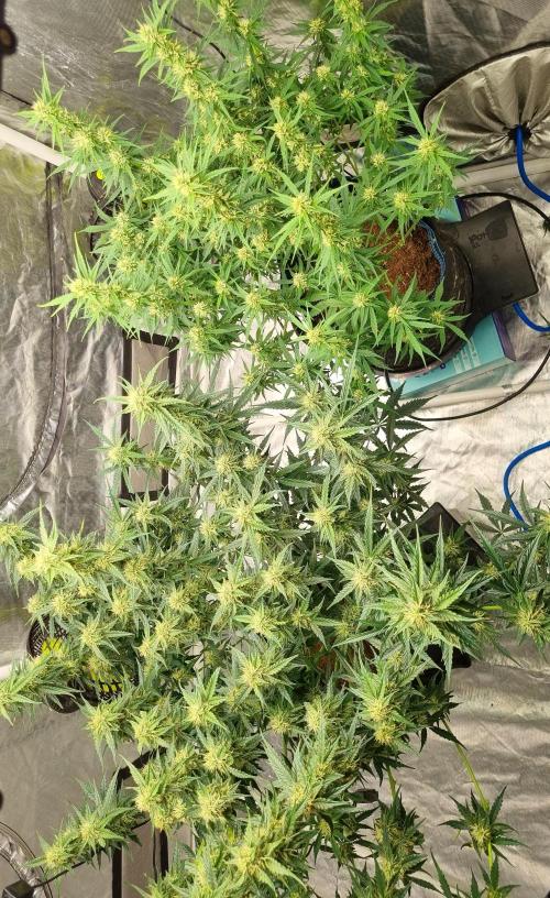 Santa Marta Haze Auto. Week 9