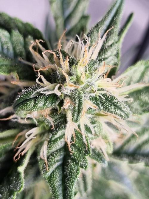 Santa Marta Haze Auto. Week 9