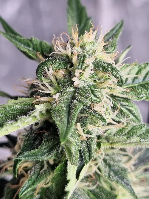 Santa Marta Haze Auto. Week 9