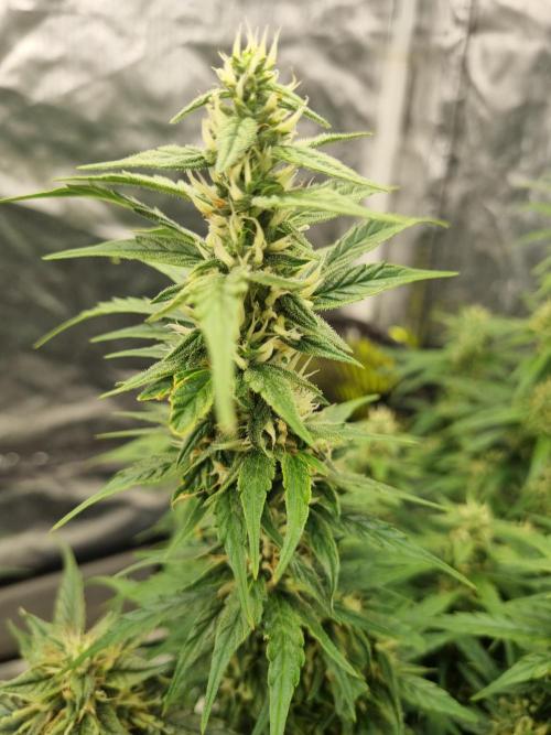 Santa Marta Haze Auto. Week 10