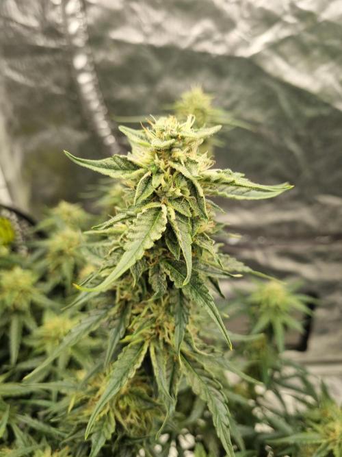 Santa Marta Haze Auto. Week 10