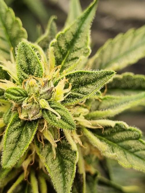 Santa Marta Haze Auto. Week 10