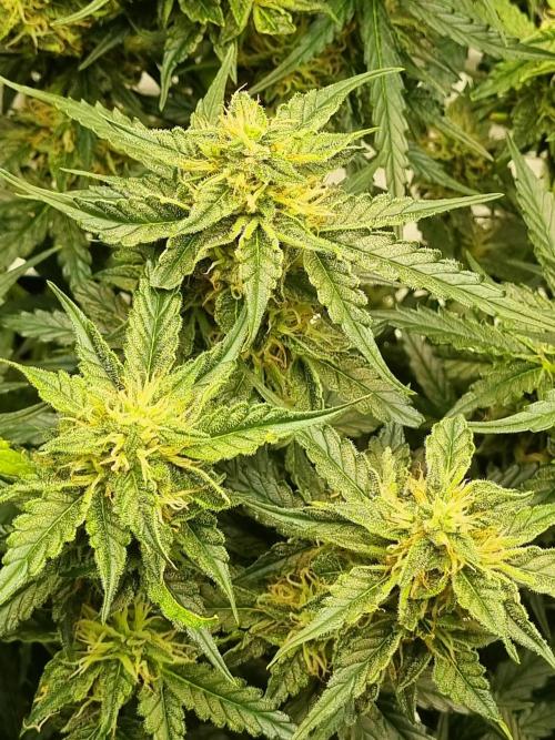 Santa Marta Haze Auto. Week 10