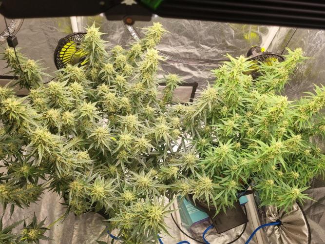 Santa Marta Haze Auto. Week 10