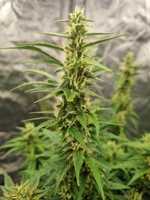 Santa Marta Haze Auto. Week 10