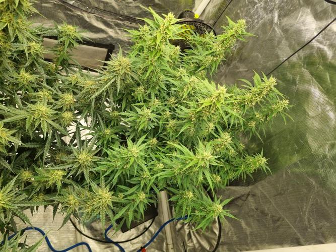 Santa Marta Haze Auto. Week 10