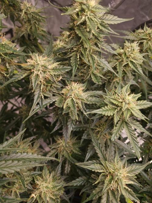 Santa Marta Haze Auto. Week 10