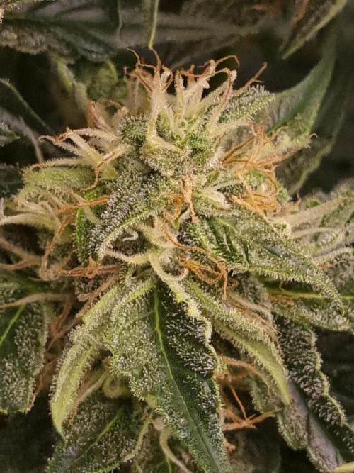 Santa Marta Haze Auto. Week 10