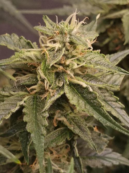 Santa Marta Haze Auto. Week 10